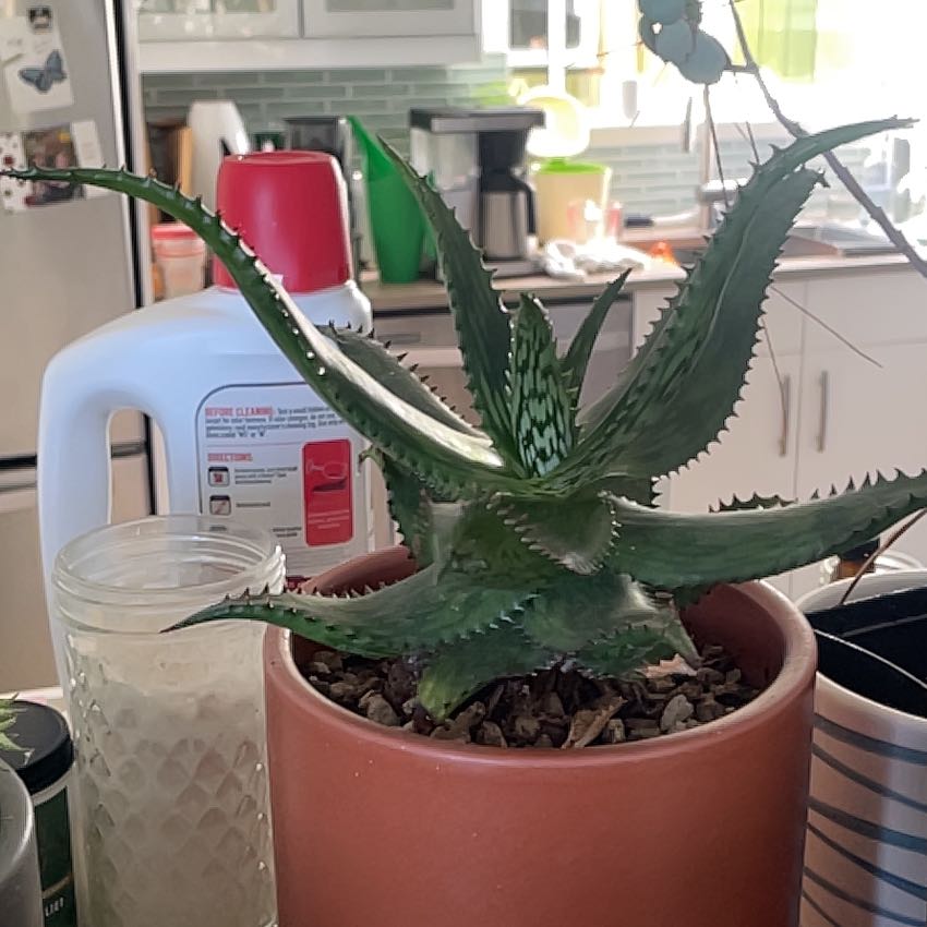 Photo of the plant species Somali Aloe by @1raulc named McKinley on Greg, the plant care app