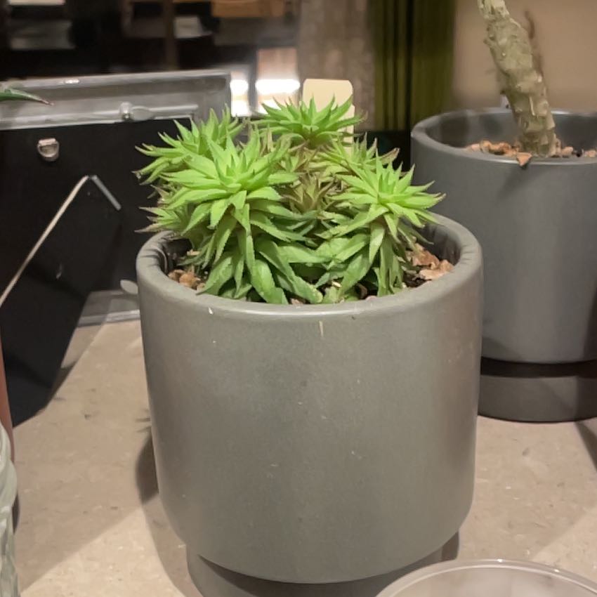 Photo of the plant species Haworthia reticulata var. reticulata by @1raulc named Kesha on Greg, the plant care app
