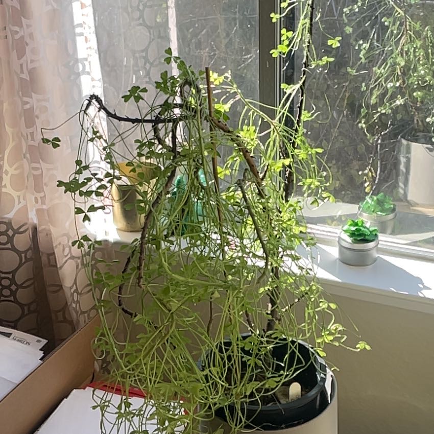 Photo of the plant species Giant Oxalis by @1raulc named Chile on Greg, the plant care app