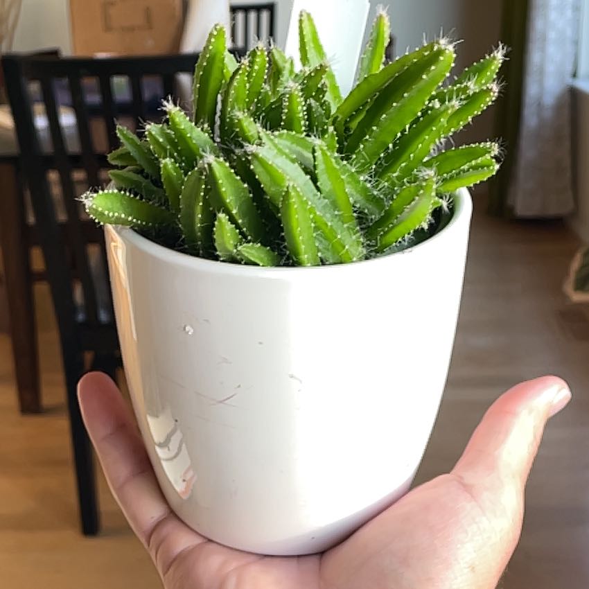 Photo of the plant species Dragon Fruit cactus by @1raulc named Daphne on Greg, the plant care app