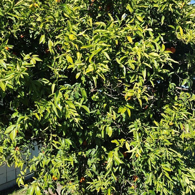 Photo of the plant species California Honey Mandarin Tree by @WarmCarpenteria named Daphne on Greg, the plant care app
