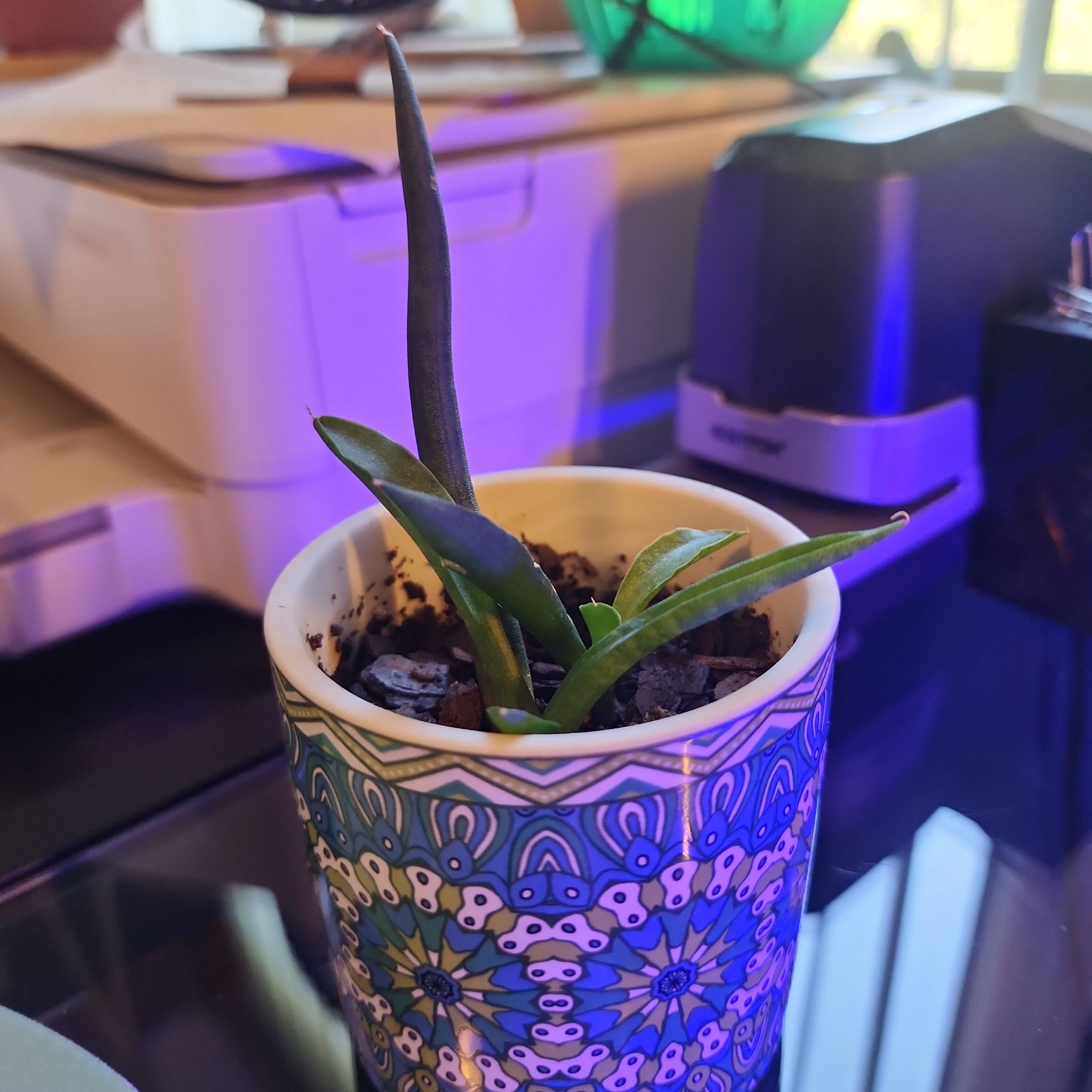 Photo of the plant species Braided Snake Plant, Mother-in-laws Tongue by @FacileSmallleaf named Tolkien on Greg, the plant care app