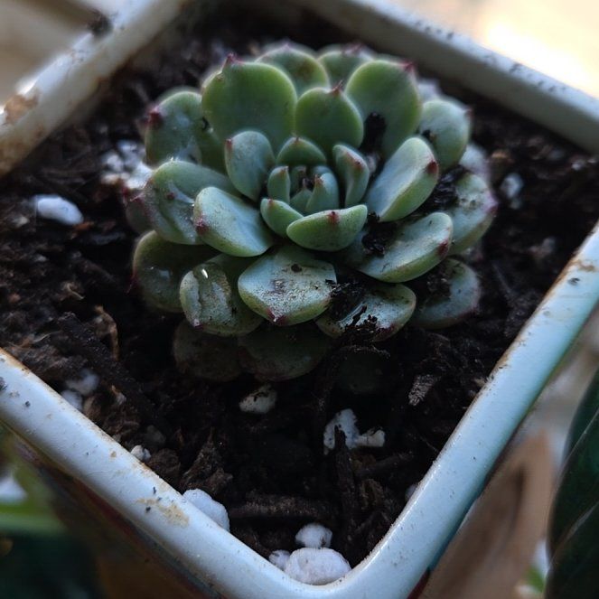 Photo of the plant species Echeveria Minima by @FacileSmallleaf named Plato on Greg, the plant care app