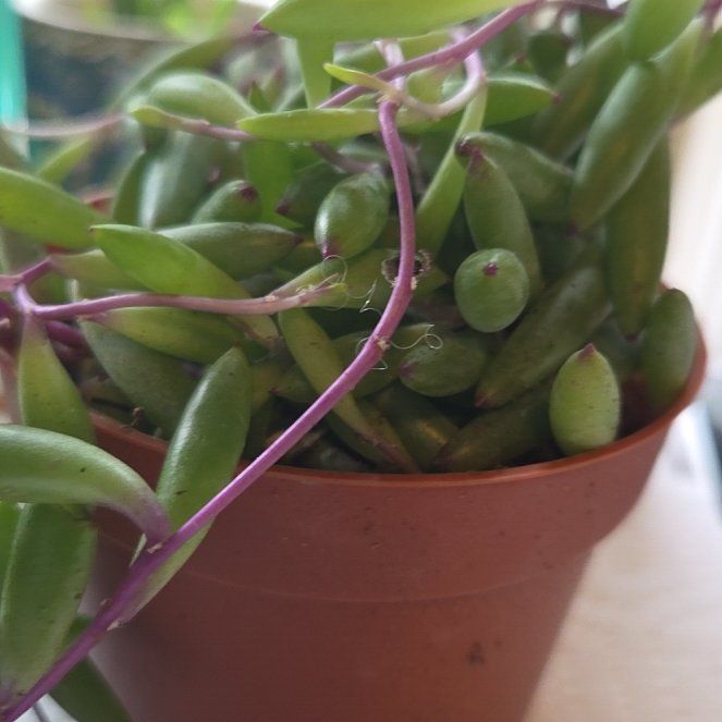 Photo of the plant species Othonna Capensis Ruby Necklace by @FacileSmallleaf named Elina on Greg, the plant care app