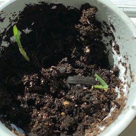 Photo of the plant species Popcorn by @LuxuryRedvein33 named Scarlett on Greg, the plant care app