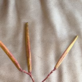 Photo of the plant species Hairy Crabgrass by @GoodyKawaka named Bruce Lee on Greg, the plant care app