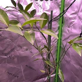 Photo of the plant species California Honey Mandarin Tree by @NiftyRyebrome4 named Treeyoncé on Greg, the plant care app