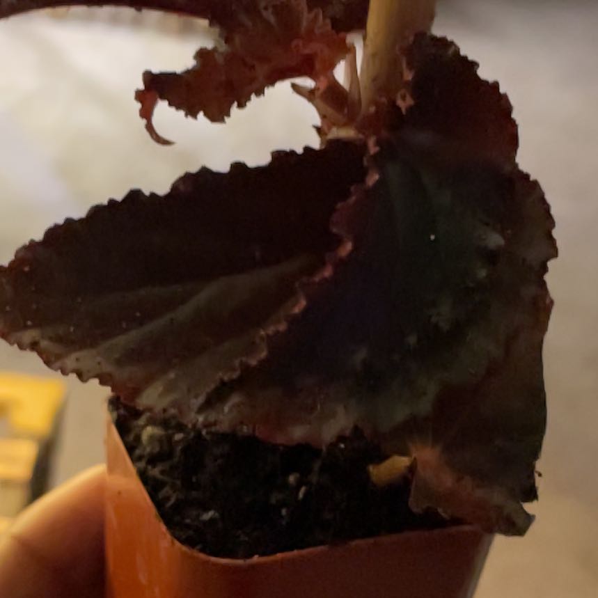 Photo of the plant species Begonia 'Burning Bush' by @LuxuryGreenbark named Hemingway on Greg, the plant care app