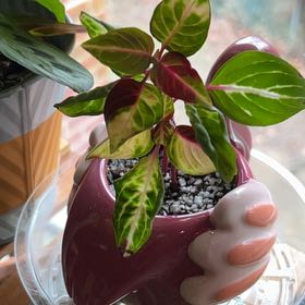 Photo of the plant species Iresine 'Cherry' by @Megwhite107 named Remington on Greg, the plant care app