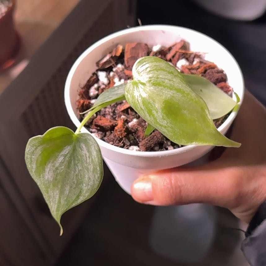 Photo of the plant species Philodendron 'Brandi' by @Plant_Newb named Hemingway on Greg, the plant care app