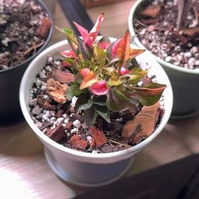 Plant care for Chameleon Plant on Greg, the plant care app