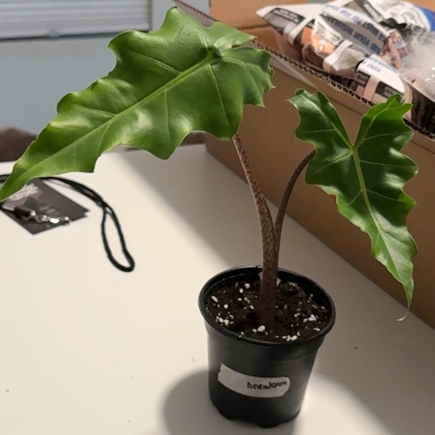Photo of the plant species Golden Dragon by @Plant_Newb named Bruce on Greg, the plant care app