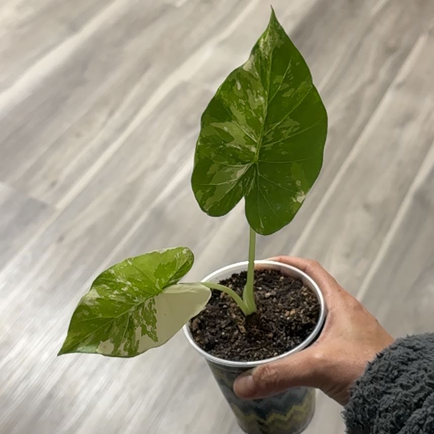 Photo of the plant species Alocasia Dawn Variegated by @Plant_Newb named Montez on Greg, the plant care app