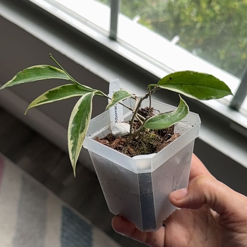 Photo of the plant species Hoya kenejiana albo marginata by @Plant_Newb named Bella on Greg, the plant care app