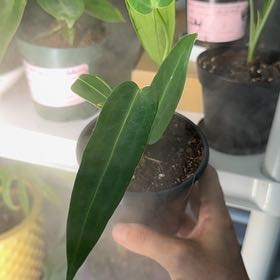 Photo of the plant species Warocqueanum by @Plant_Newb named Girlfrond on Greg, the plant care app