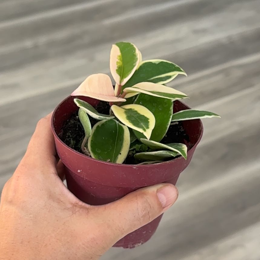 Photo of the plant species Hoya carnosa 'Albomarginata’ by @Plant_Newb named Nirvana on Greg, the plant care app