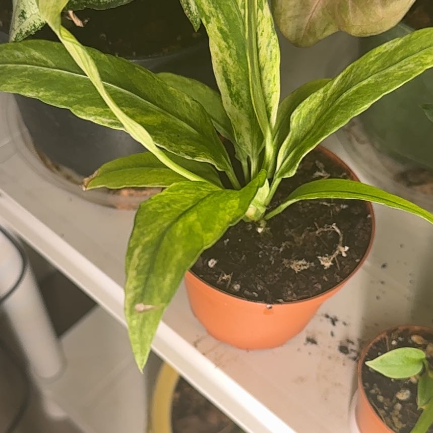 Photo of the plant species Variegated Anthurium Vittarifolium by @Plant_Newb named Terra on Greg, the plant care app