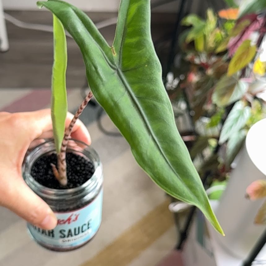 Photo of the plant species Alocasia tigrina by @Plant_Newb named Aria on Greg, the plant care app