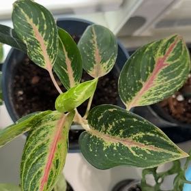 Photo of the plant species aglaonema moonstone by @SuaveEndive67 named Osmo on Greg, the plant care app