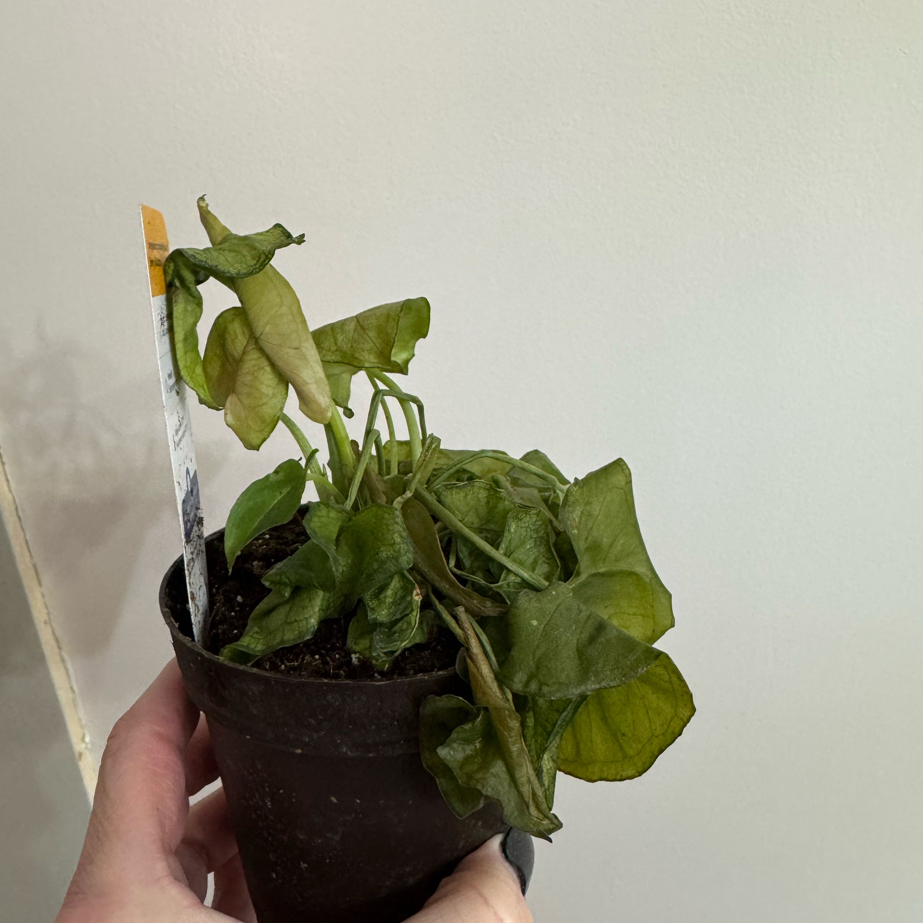 Photo of the plant species Arrowhead Plant by @PioneeringRose named Arrow on Greg, the plant care app