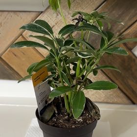 Photo of the plant species Moondrop Dwarf Umberlla Tree by @PioneeringRose named Munchkin on Greg, the plant care app