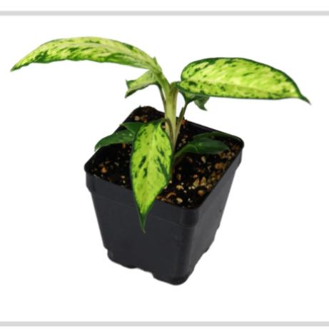 Photo of the plant species Dieffenbachia 'Starbright' by @ZealParrysagave named Tolkien on Greg, the plant care app