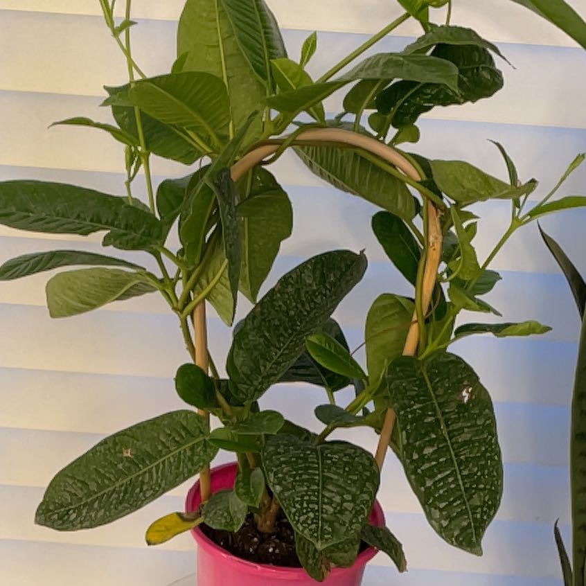 Photo of the plant species Mandevilla by @PetNinebark24 named Planty on Greg, the plant care app