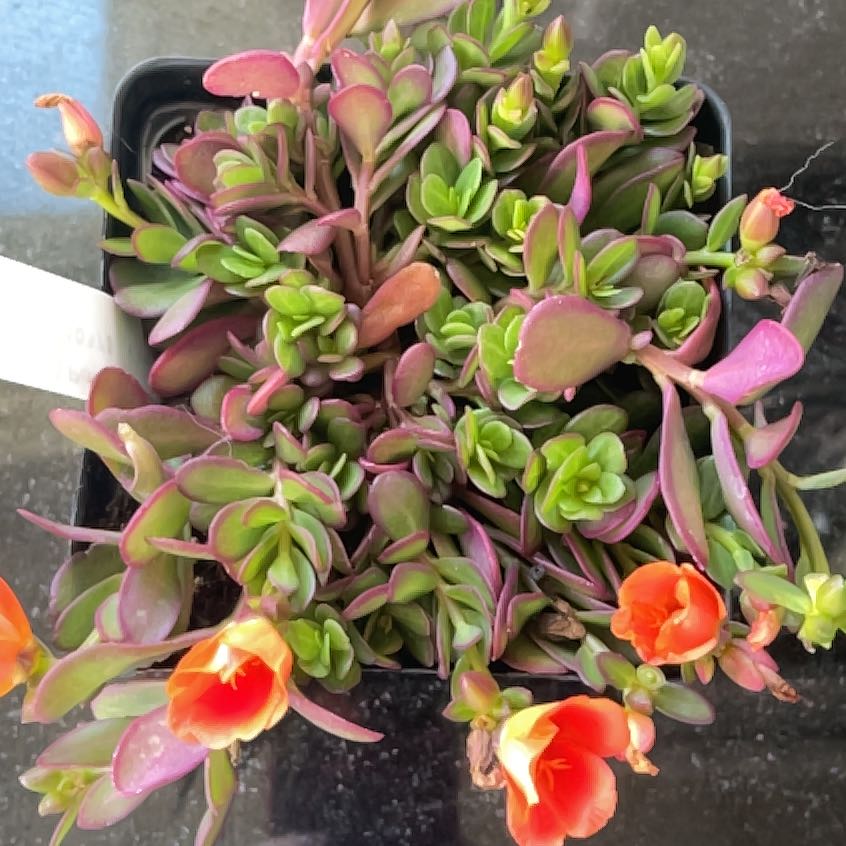 Photo of the plant species Portulaca Umbraticola by @PetNinebark24 named Nithin on Greg, the plant care app