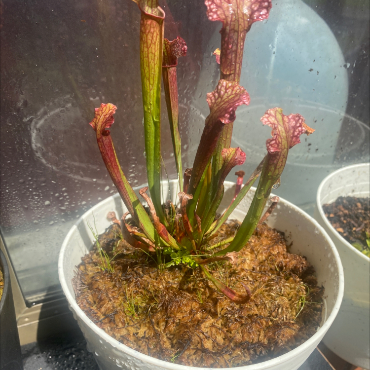 Purple Pitcher Plant in a white pot with visible moist soil.