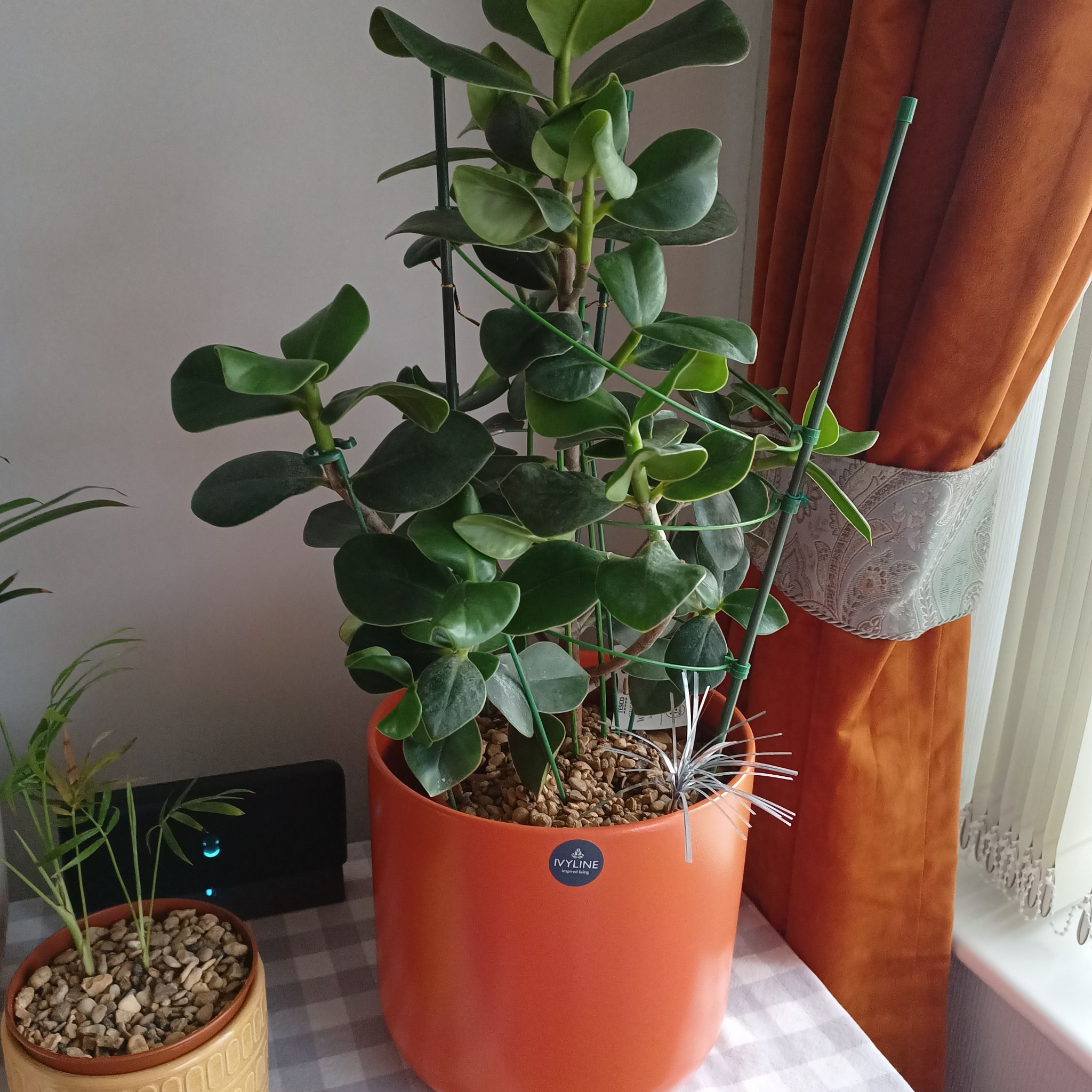 Plant care for Acuminate Ternstroemia on Greg, the plant care app