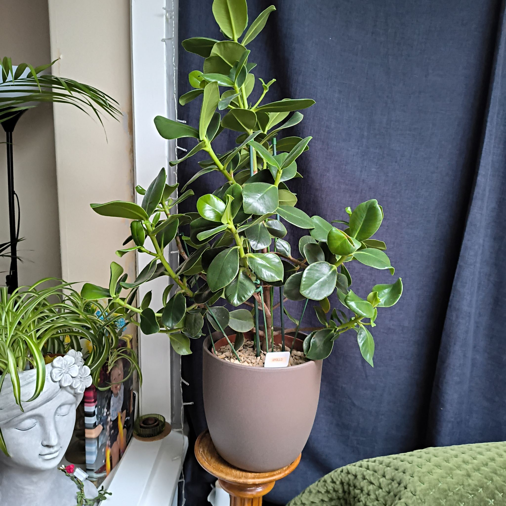 Photo of the plant species Clusia Rosea by @SummeryTutu56 named Apollo on Greg, the plant care app