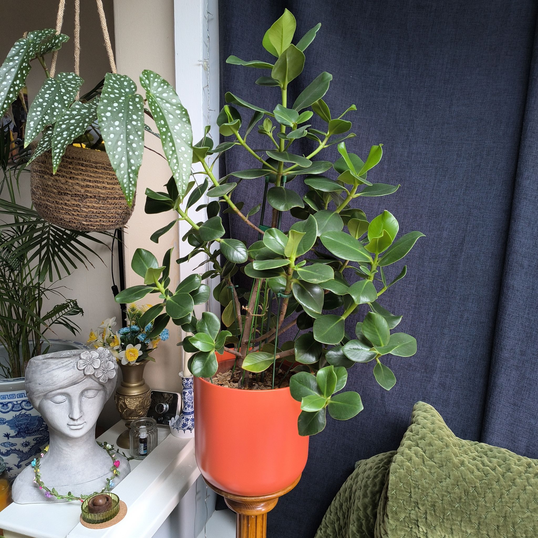 Photo of the plant species Clusia Rosea by @SummeryTutu56 named Apollo on Greg, the plant care app