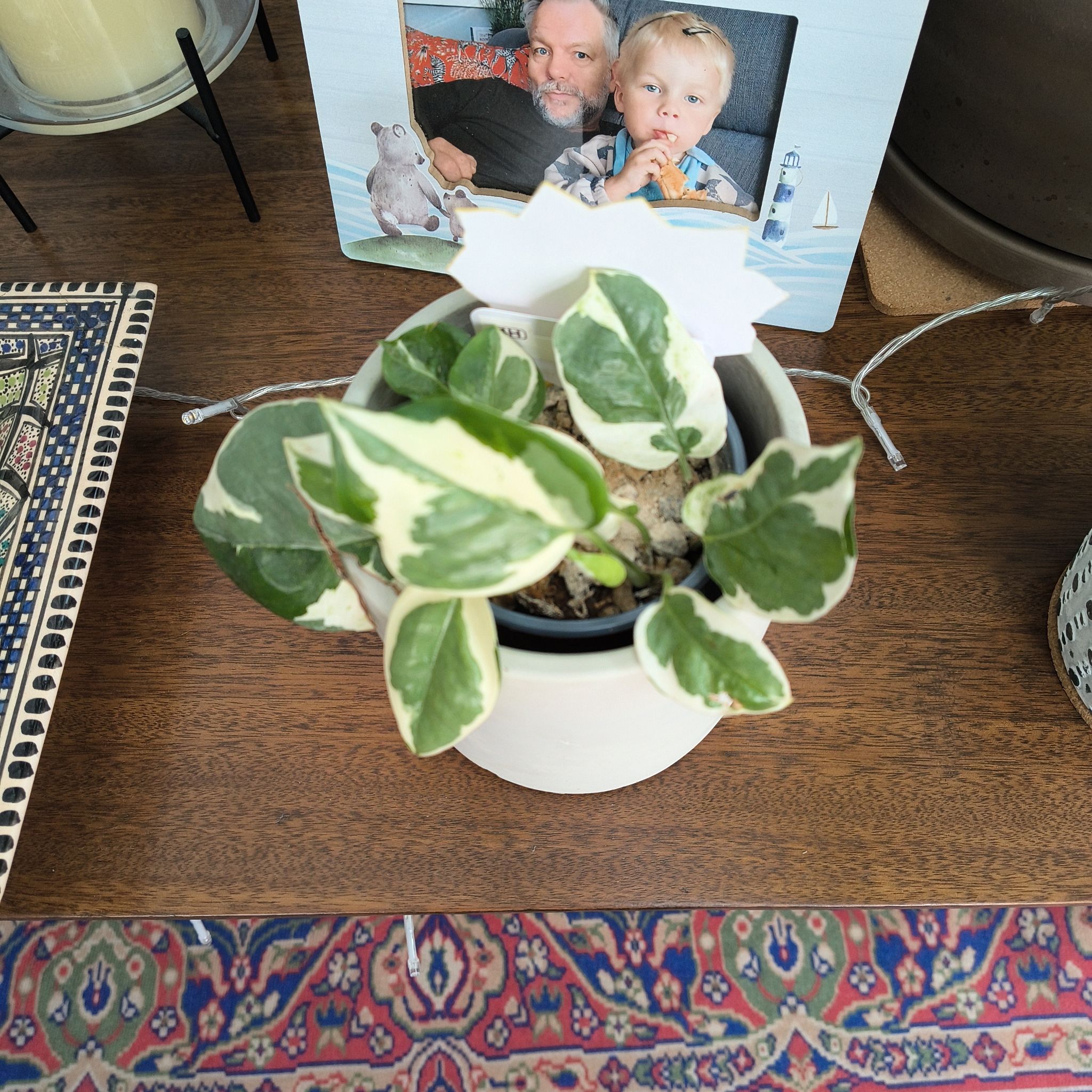Photo of the plant species Pothos by @SummeryTutu56 named Joy on Greg, the plant care app