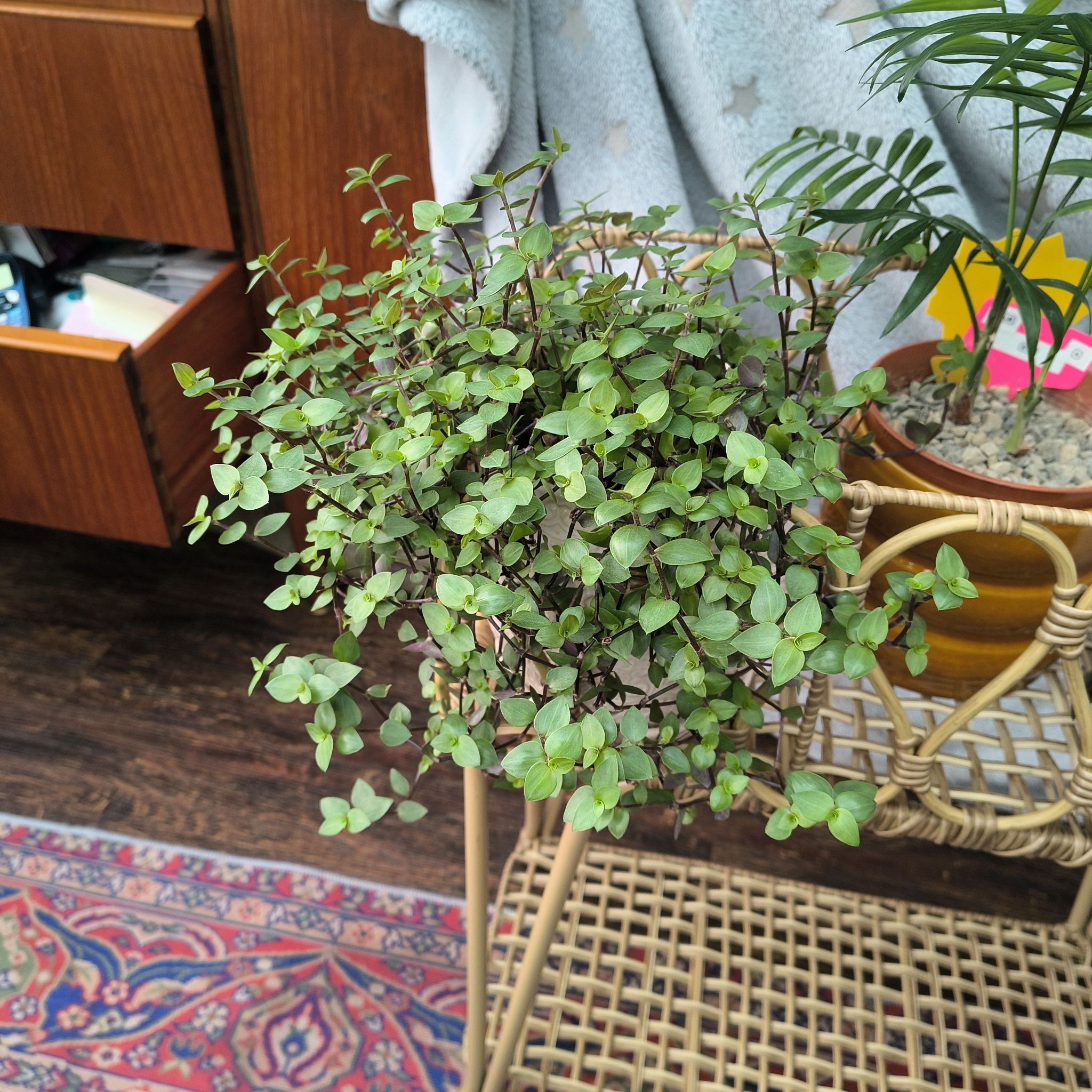 Photo of the plant species Turtle Vine 'Pink Lady' by @SummeryTutu56 named Harmony on Greg, the plant care app