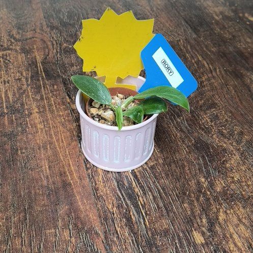 Photo of the plant species Philodendron 'Green Emerald' by @SummeryTutu56 named Rory on Greg, the plant care app