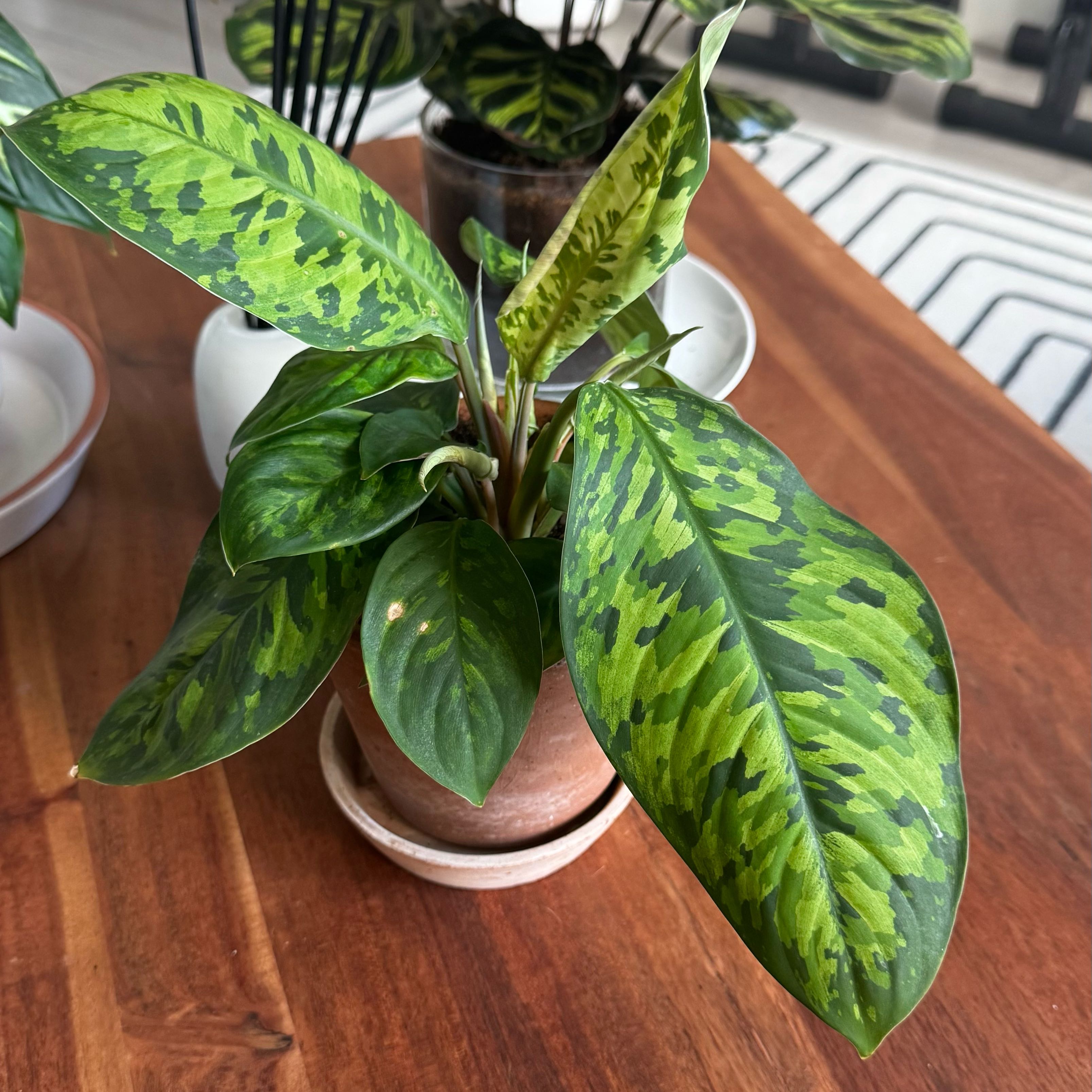 Photo of the plant species Camouflage plant by @YeahRoyalflush named McKinley on Greg, the plant care app