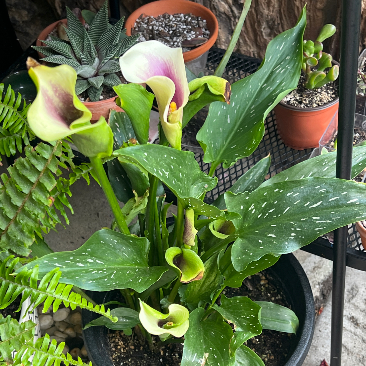 Photo of the plant species Zantedeschia 'Airbrush' by @LpcRookie named Sanders on Greg, the plant care app