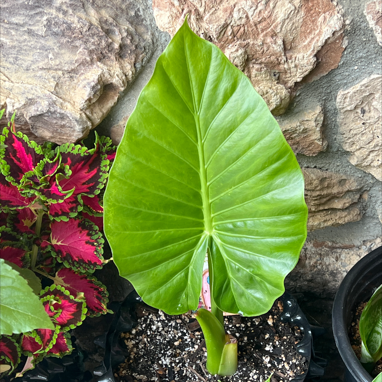 Photo of the plant species Jumbo Upright Elephant Ear by @LpcRookie named Peter Parker on Greg, the plant care app