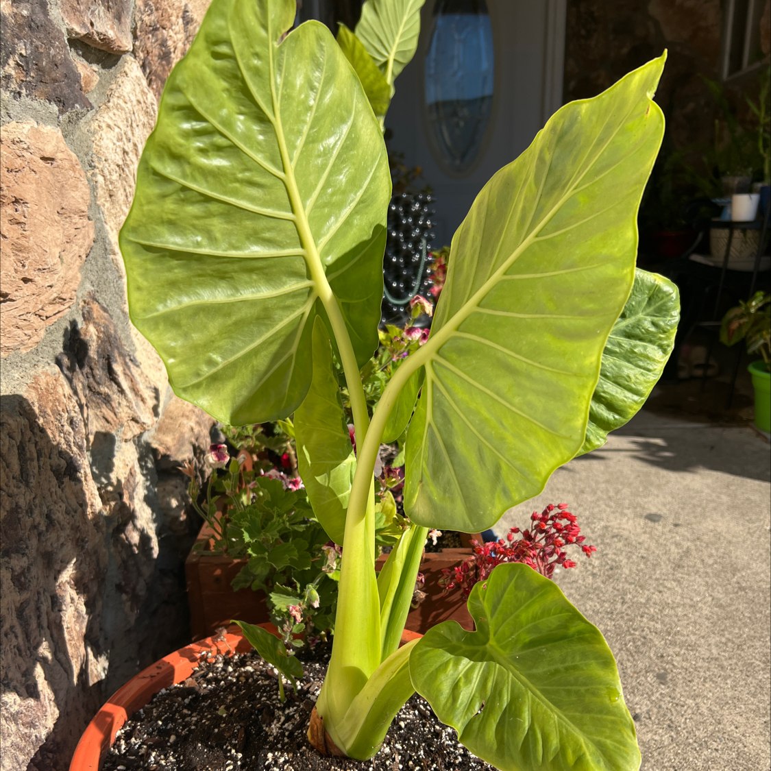 Photo of the plant species Jumbo Upright Elephant Ear by @LpcRookie named Bieber on Greg, the plant care app