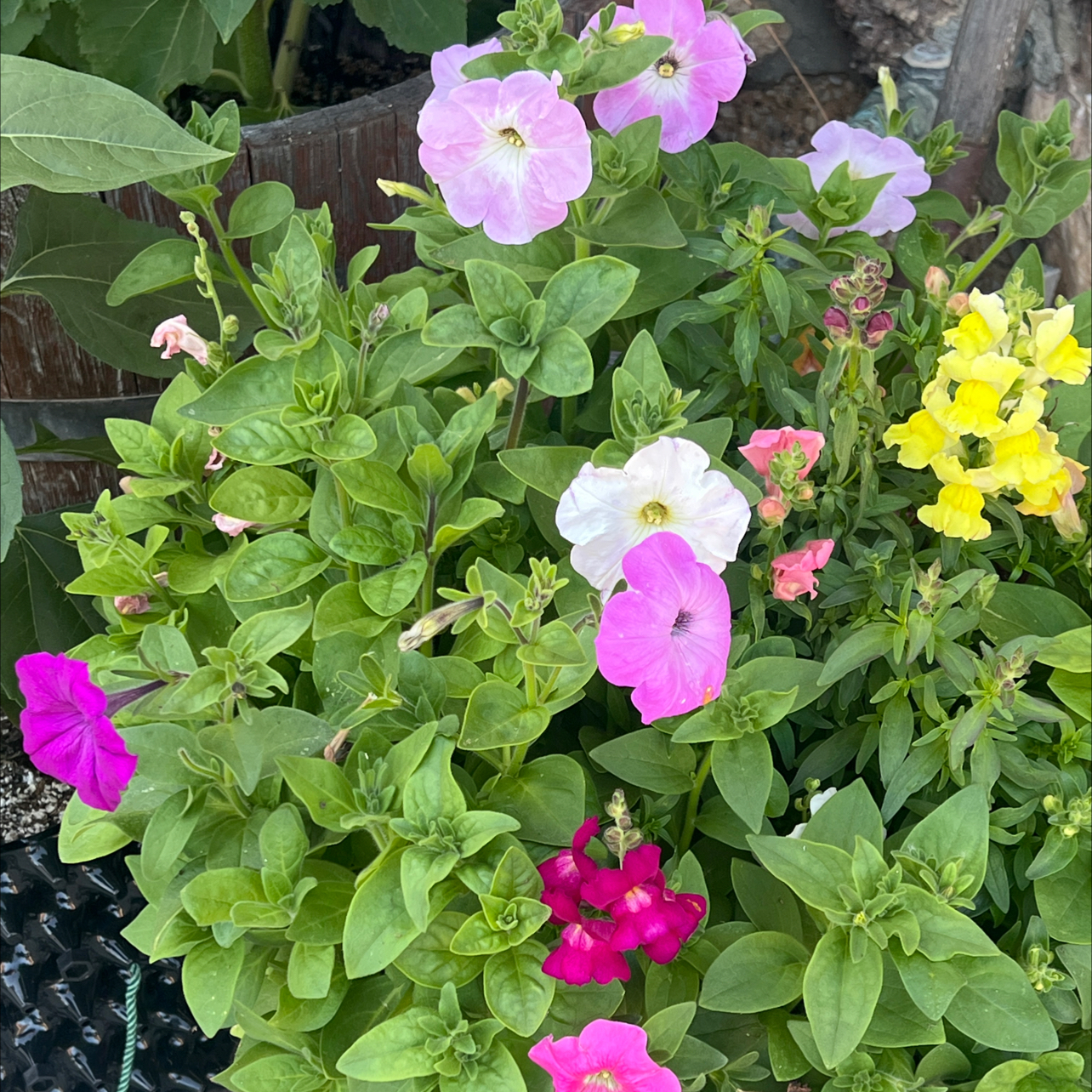 Photo of the plant species petunia by @LpcRookie named Patti on Greg, the plant care app