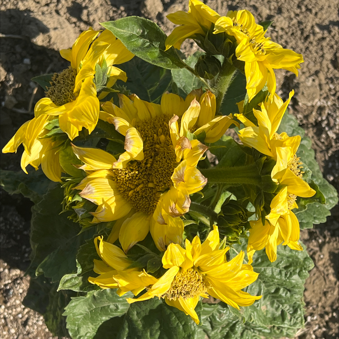 Photo of the plant species Autumn Beauty Sunflower by @LpcRookie named Autumn on Greg, the plant care app