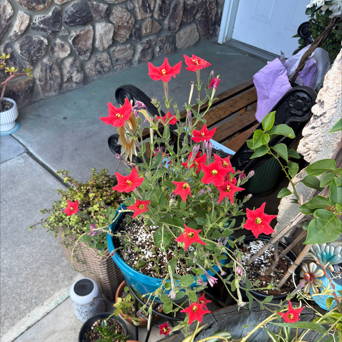 Photo of the plant species Petunia by @LpcRookie named Maya on Greg, the plant care app