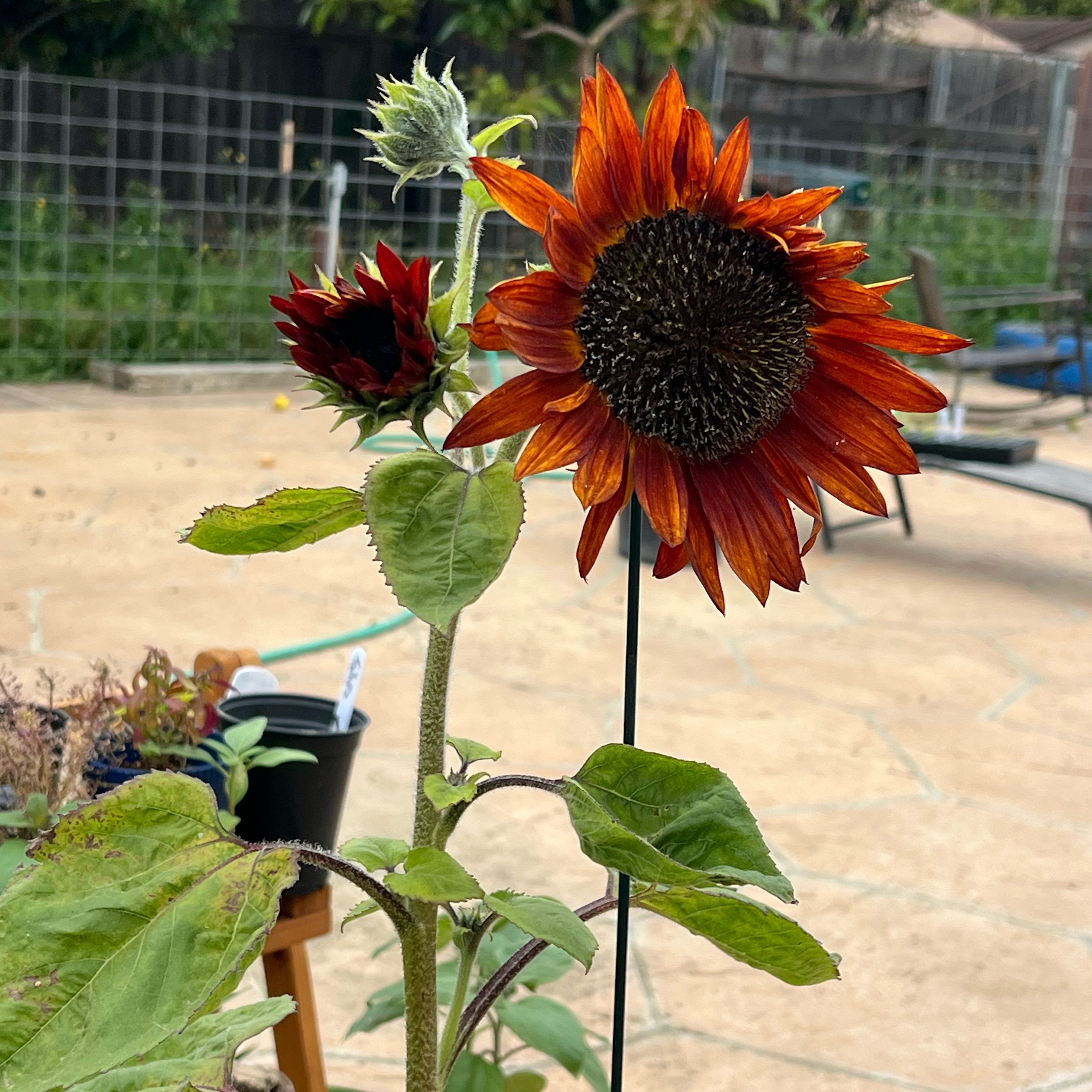 Photo of the plant species Velvet Queen Sunflower by @LpcRookie named Beyonce on Greg, the plant care app