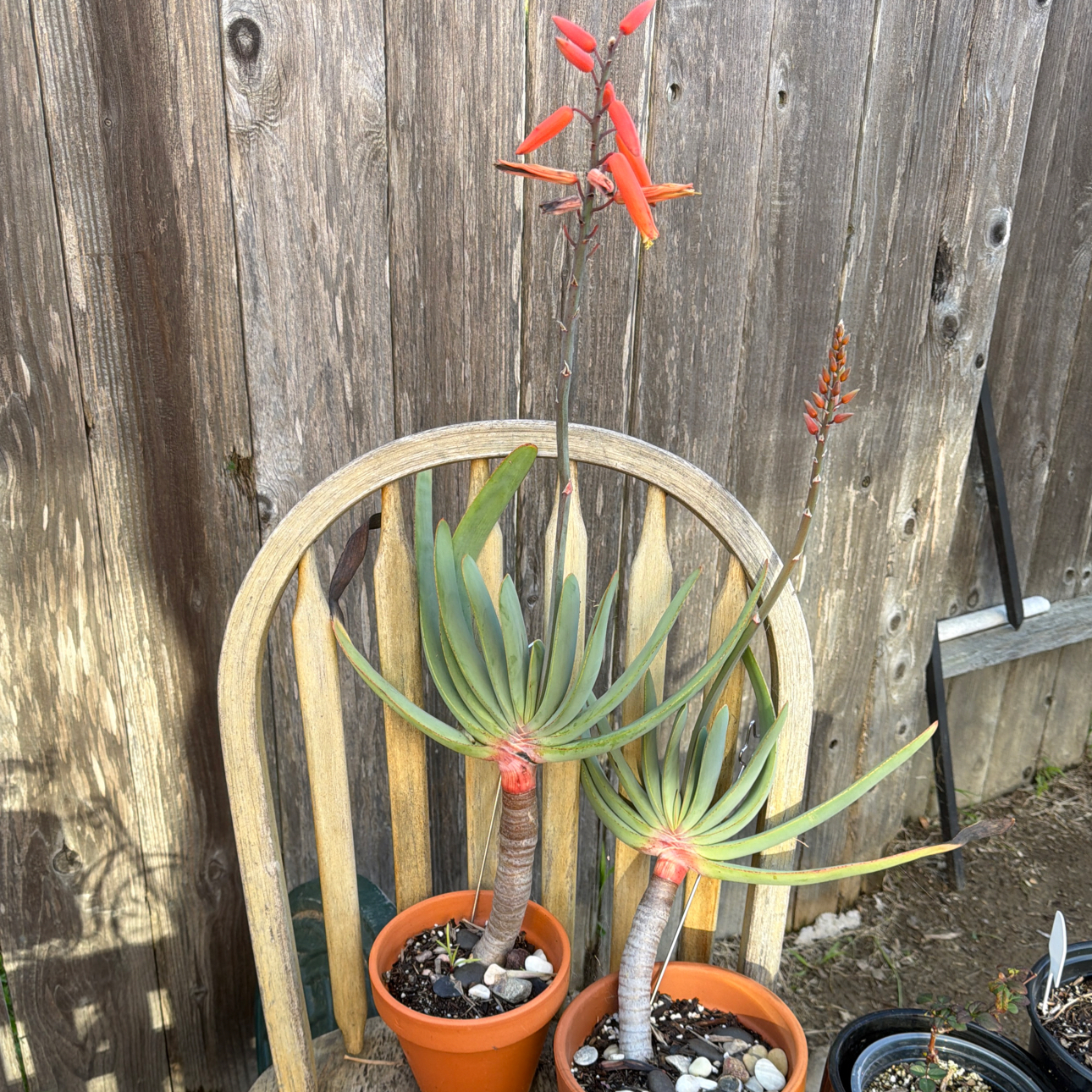 Photo of the plant species Kumara plicatilis by @LpcRookie named Aria on Greg, the plant care app