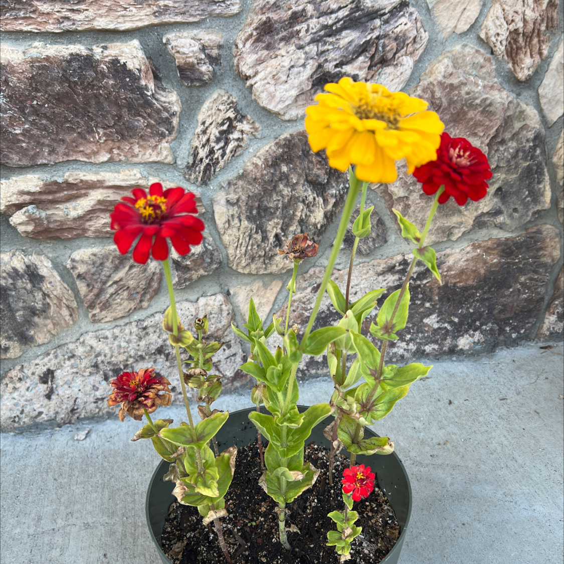 Photo of the plant species Zinnia 'Giant California Mix' by @LpcRookie named Khaleesi on Greg, the plant care app