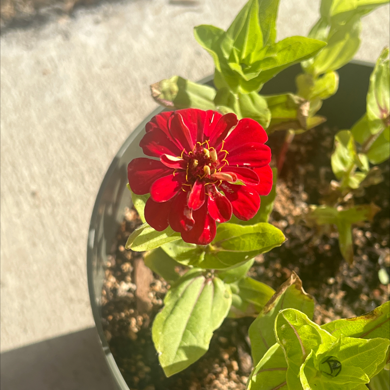 Photo of the plant species Zinnia 'Cherry Queen' by @LpcRookie named Queen on Greg, the plant care app
