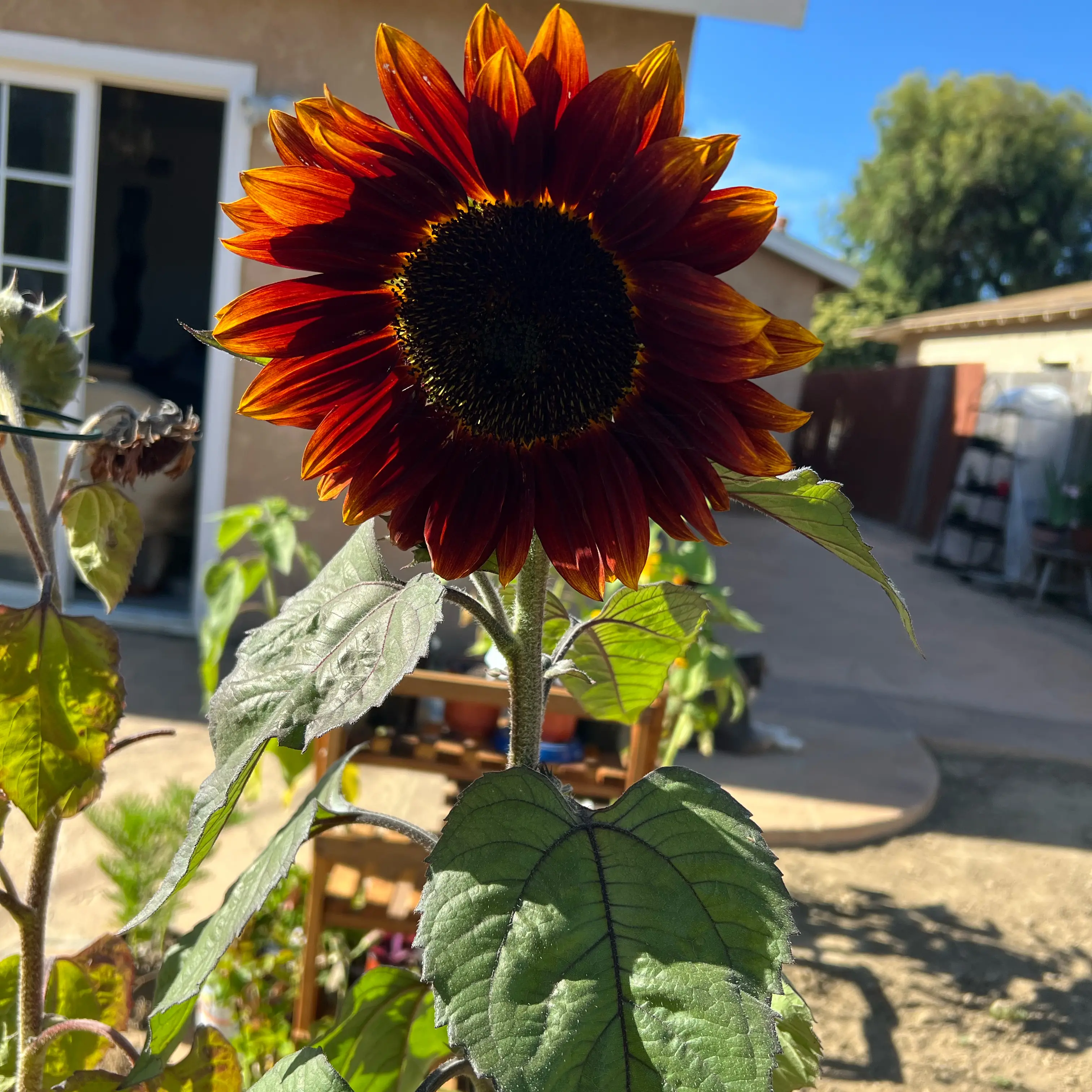 Photo of the plant species Helianthus 'Chianti' by @LpcRookie named Charro on Greg, the plant care app