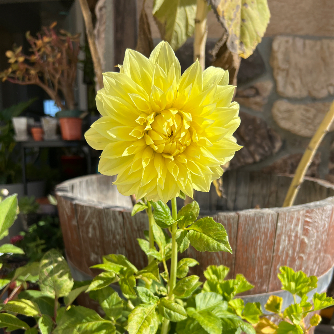 Photo of the plant species Dahlia 'Kelvin Floodlight' by @LpcRookie named Kelvin on Greg, the plant care app