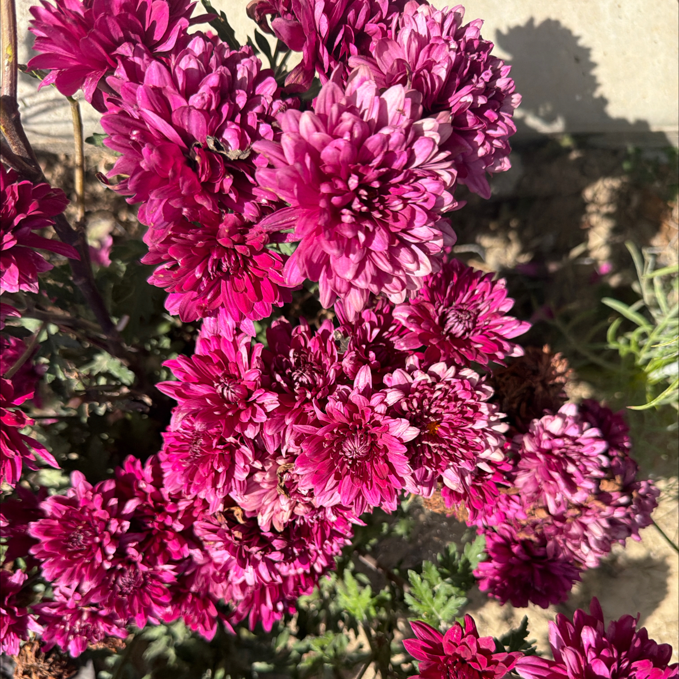 Photo of the plant species Florist's Chrysanthemum 'Breeze Purple' by @LpcRookie named Emerson on Greg, the plant care app