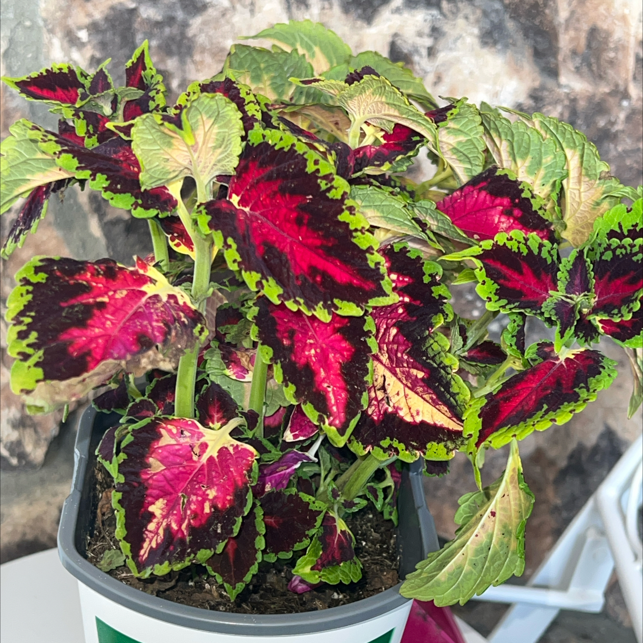 Photo of the plant species Coleus 'Wizard Scarlet' by @LpcRookie named Cleopatra on Greg, the plant care app